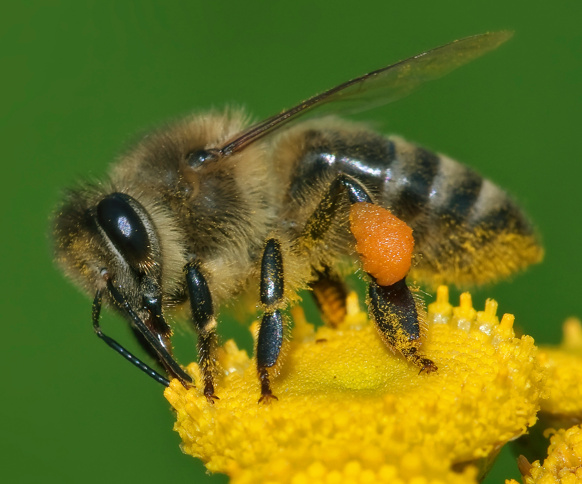 western honey bee on a flower